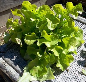 Première salade, plantée le 19/03/2016, récoltée le 24/04/2016