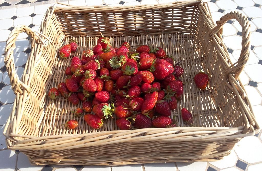 Récolte fraises du jour 3 juin 2016