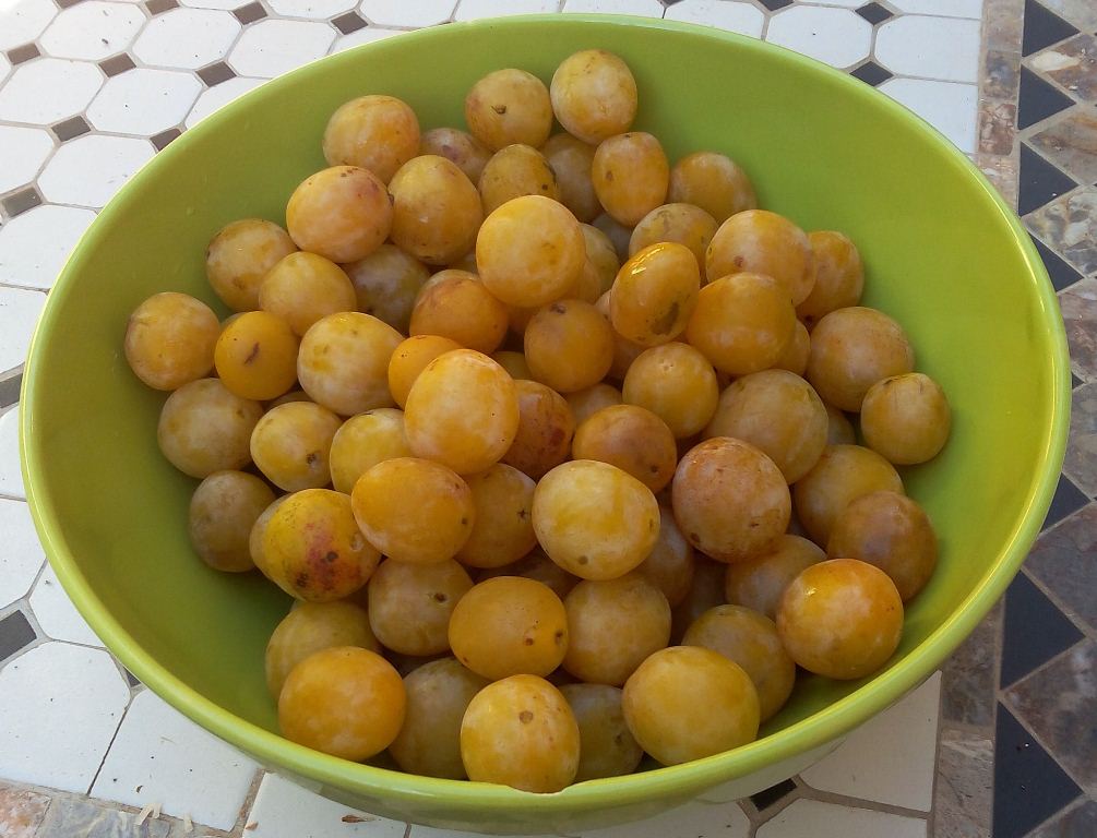 Un kilo de mirabelles mûres et dorées à souhait - une confiture de mirabelles vraiment délicieuse