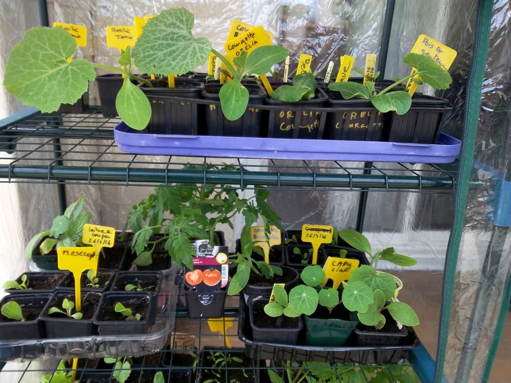Plants de légumes et fleurs en mini-serre