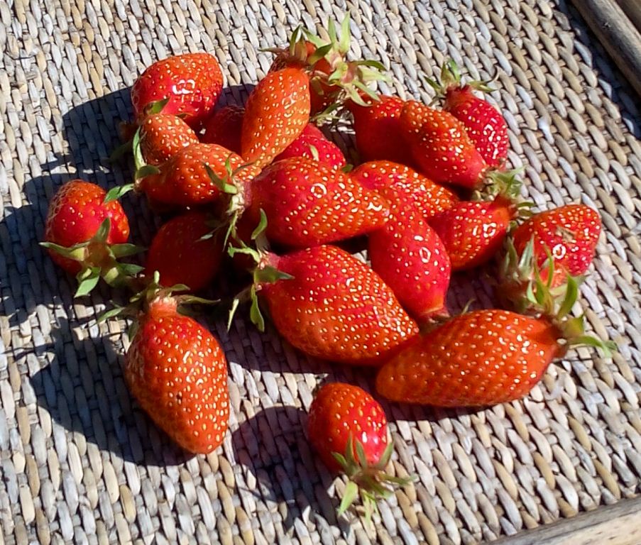De bonnes fraises saines et gouteuses - 23/04/2016